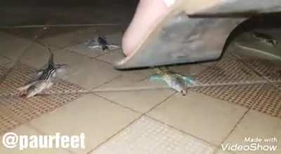 Preview(Flats sandals)