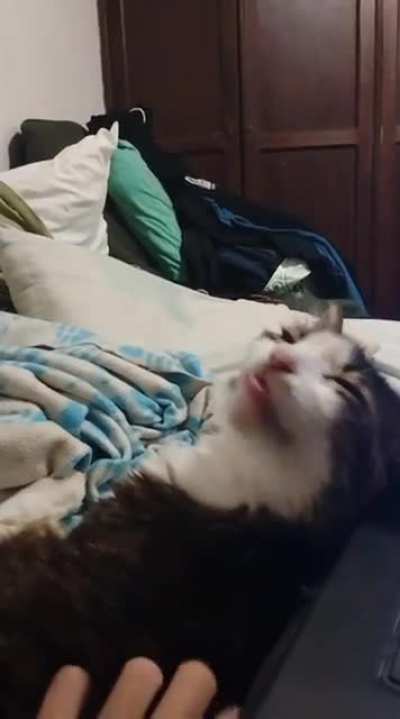 meu gato é maluco ou eu só achei o ponto g dele?