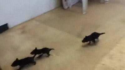 The Tasmanian Devil Joeys have been contained.