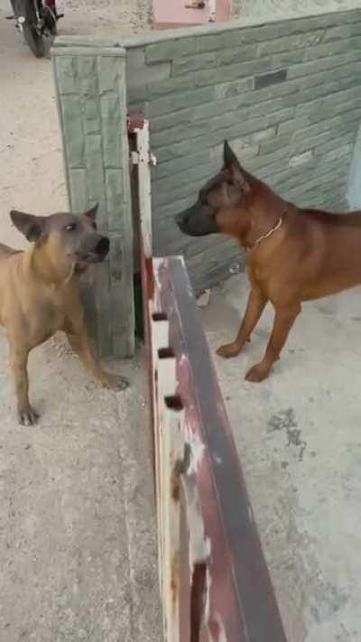 When Aja fans arguing with Gaucho fans over the internet meet IRL