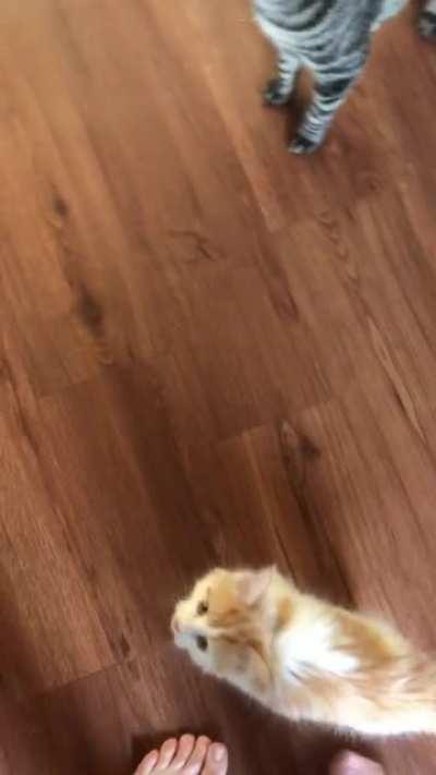 Local Ball of Fluff Has Opinions