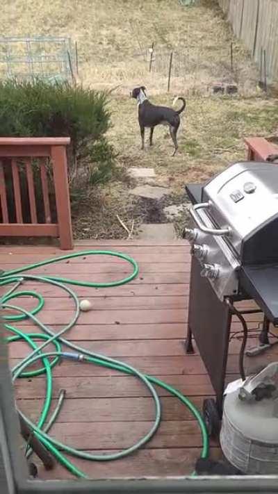 When I'm home my dog has to go outside every hour to do this then he turns around and comes right back in