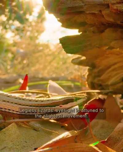 🔥 The unusual defense mechanism of the Golden-tailed Gecko