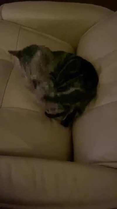 Goose biting her own tail