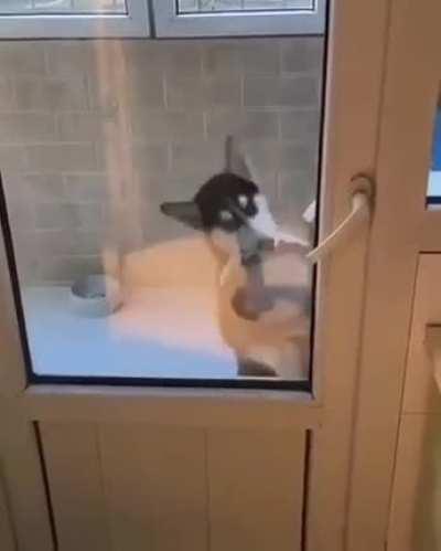Here's a husky dancing with a bowl in its mouth to brighten your day.