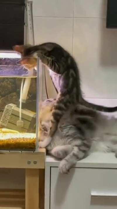 “Great there’s a head for me to stand”