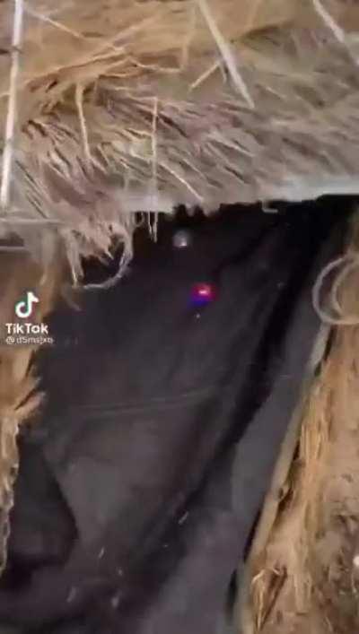 Are you a disco animal?