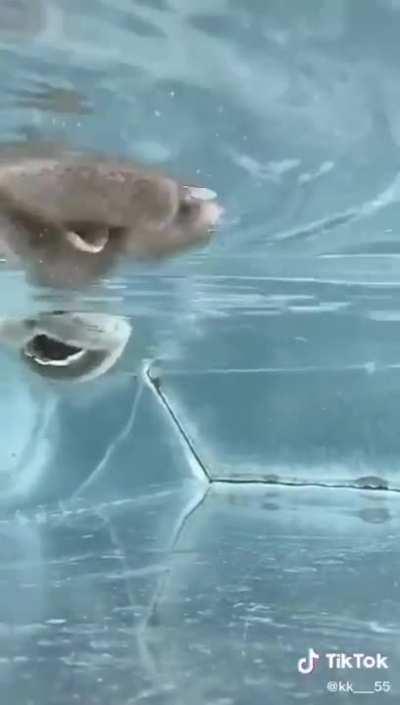 Camels drinking water