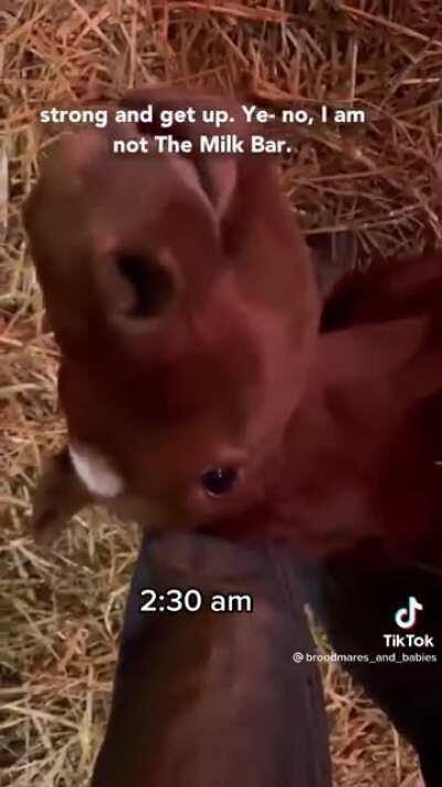 Such a gentle grass doggo