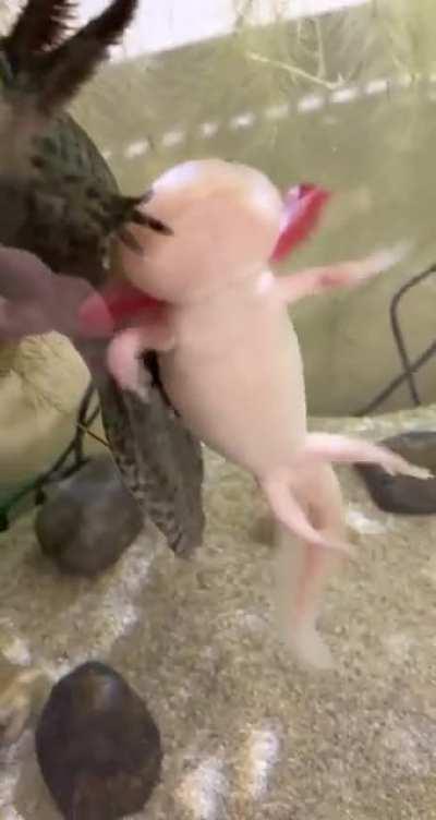 Demise and Dawn fighting for worms this morning😂