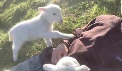 Cute Lamb Needs Attention