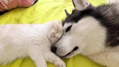 Lovely mutual Feelings