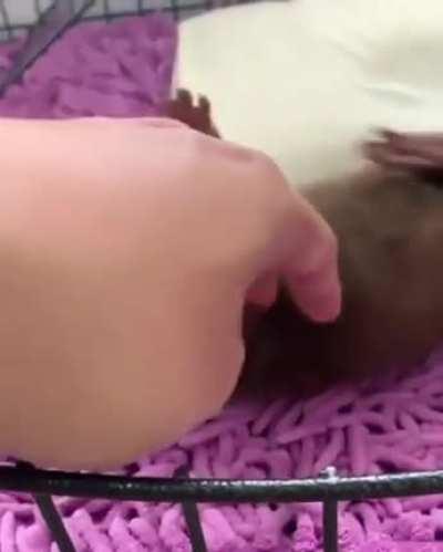 Otter monching on finger
