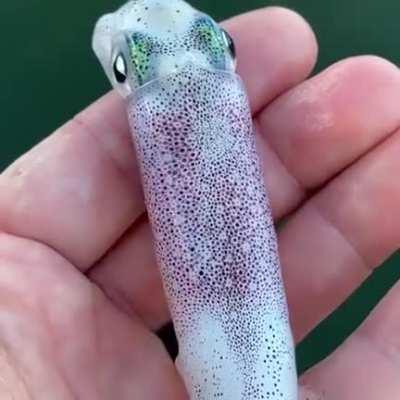 Psychedelic Squid