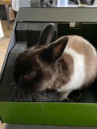 Rabbit in Xbox Box