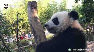 A panda a day keeps the sorrow away