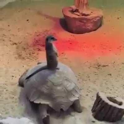 A Meerkat riding a Turtle.