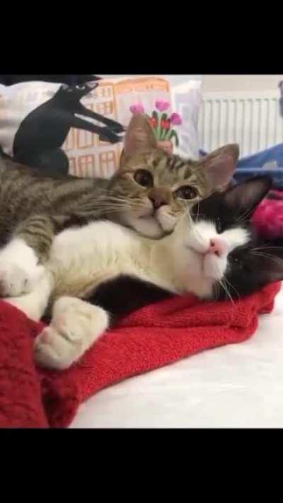 Cuddle Buddies for Life.