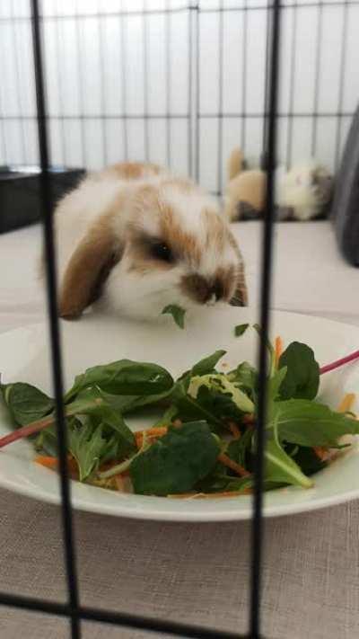 Small noms are best noms 🐇