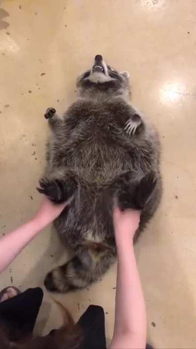 Chonker raccoon loves teh tickles