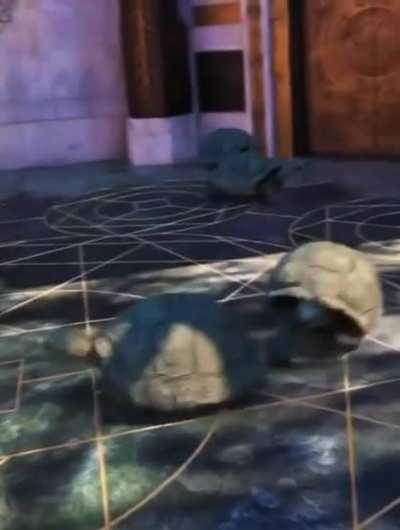Imagine being chased by turtles