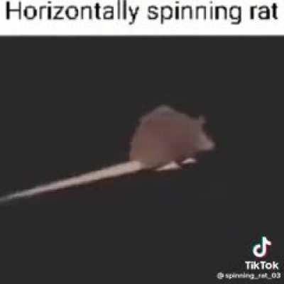 Horizontally spinning rat