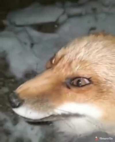 I really want to be able to pet a fox one day