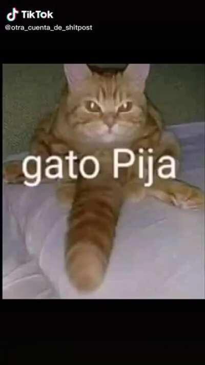 Gato pija