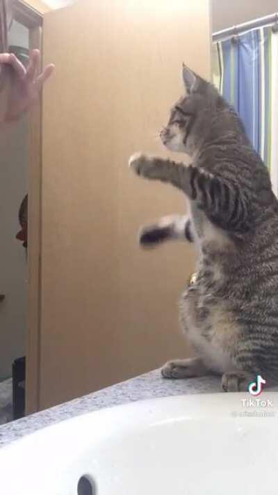 Cat imitating owner brushing her hair