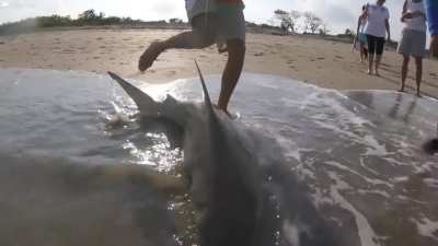 Animal Rescues at Sea | 2