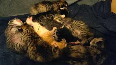 Two day old kittens dreaming
