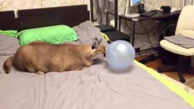 Big Floppa has awoken