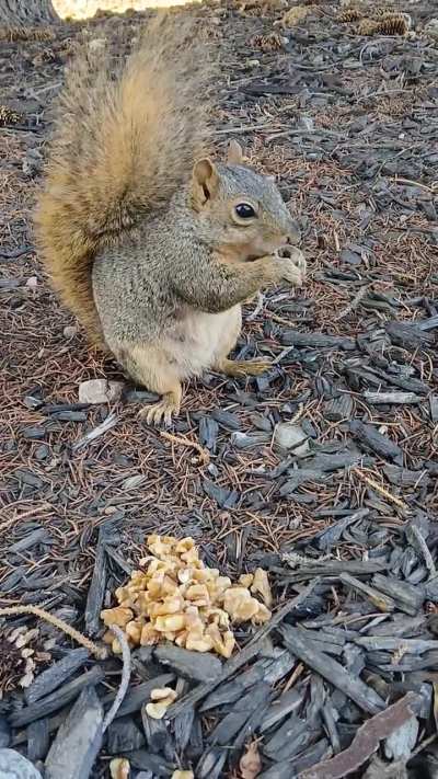 Sweet Pea loves her walnuts.❤️
