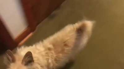 Dog fakes injured leg but recovers when suggested cannot go for walk