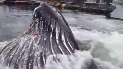 How f******g deep is that dock.