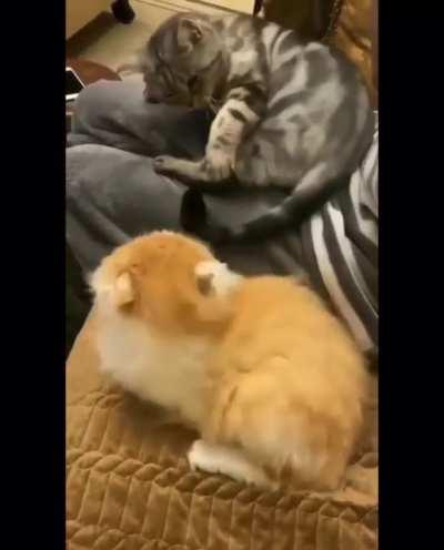 Target took the bait...