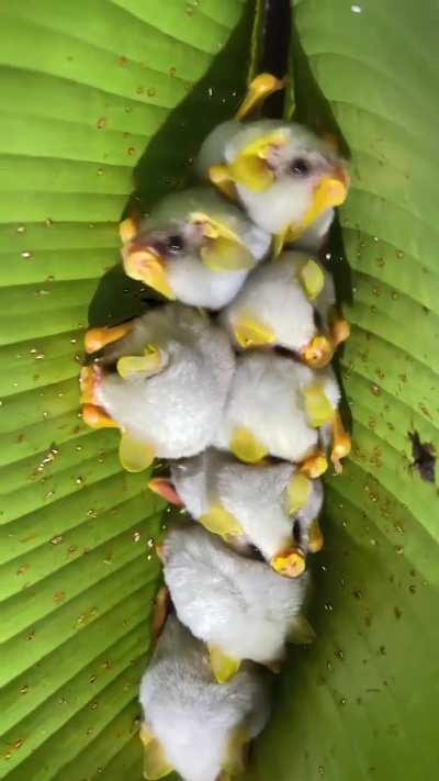 🔥The Honduran white Bat (Ectophylla alba)