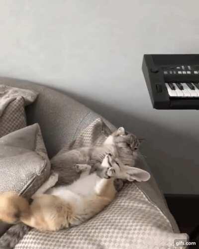 Hitcat confirms kill on target