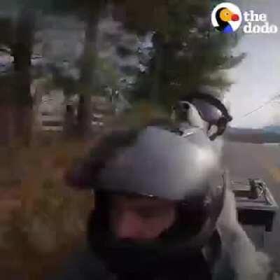 Man’s best friend.