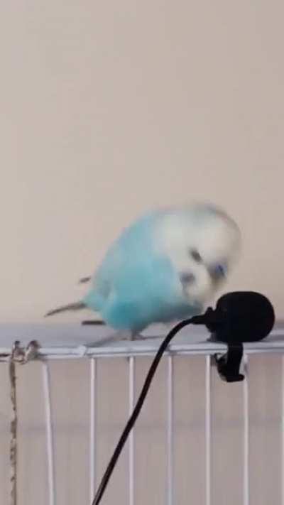 Beakboxing 😩😭😍