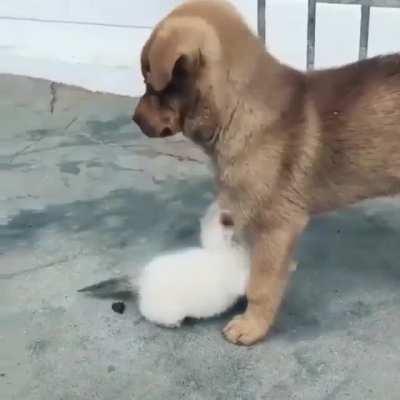 just to remind you how illegal she is, this is a puppy...