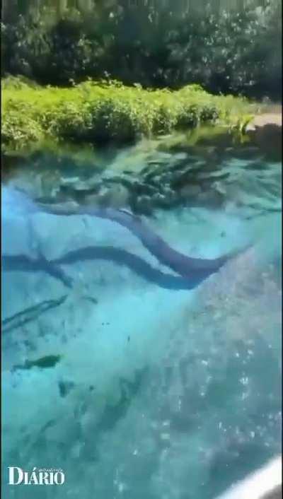 Sucuri in Bonito - Brazil