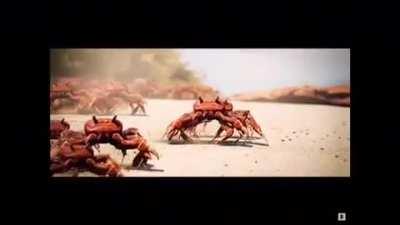 Just a normal crab rave