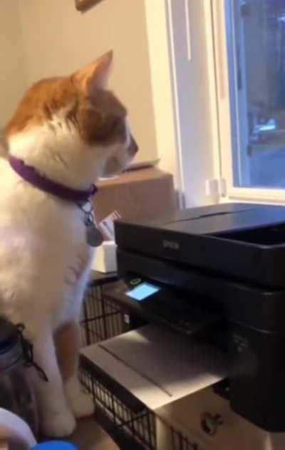 What a cat-astrophe!