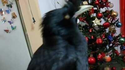 Alto miedo el cuervo jaja