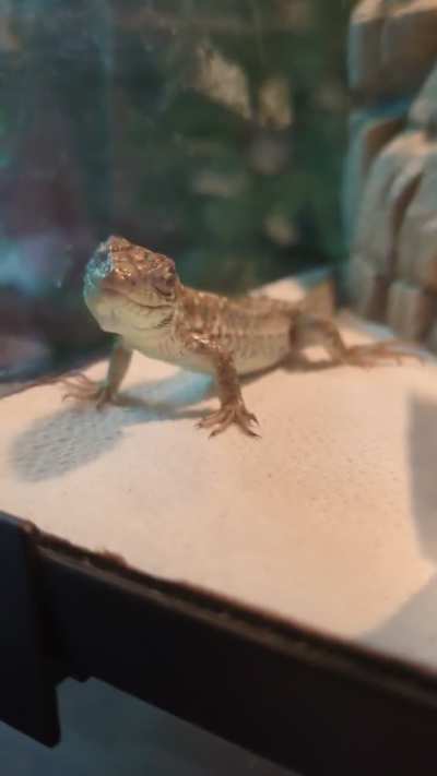 Respiratory infection?