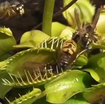 Wasp being captured by a Venus flytrap