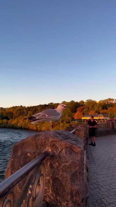 Niagara Falls glows with stunning orange hues during sunrise.