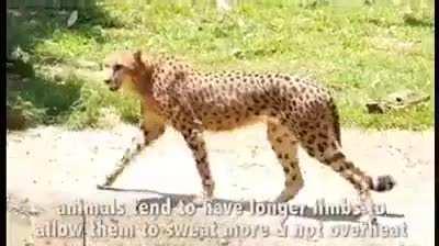 World's Tallest People