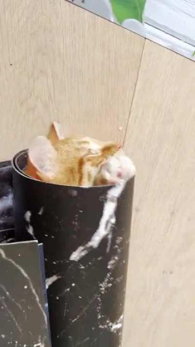 Henry hasn’t found his brain cell yet. He is always looking though!